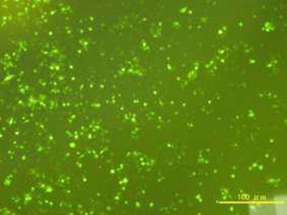 BV-2 - Mouse Microglial cells - Transfection Efficiency 60 per cent